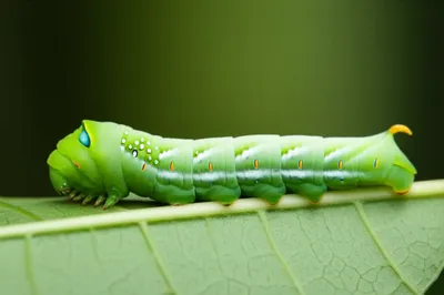 Illustration pseudopods - Image 1