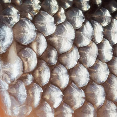 Illustration ctenoid - Image 1