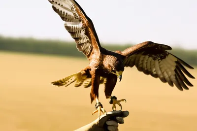 Illustration reclaim