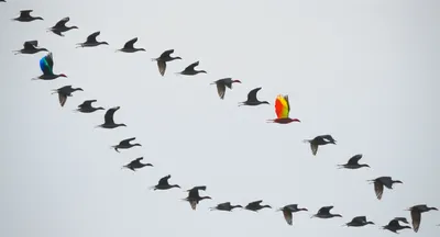 Illustration deviates - Image 1