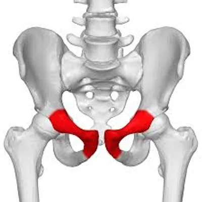 Illustration pubic - Image 2