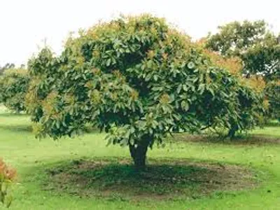 Illustration avocado - Image 2