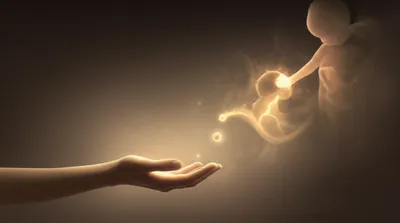 Illustration gemmule - Image 1