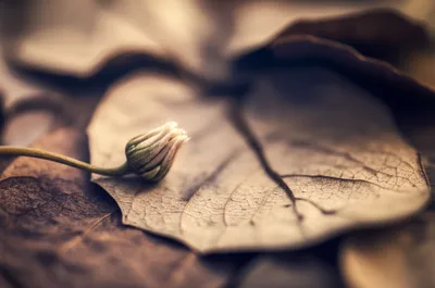 Illustration abort - Image 1