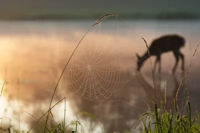 Illustration quiets - Image 1