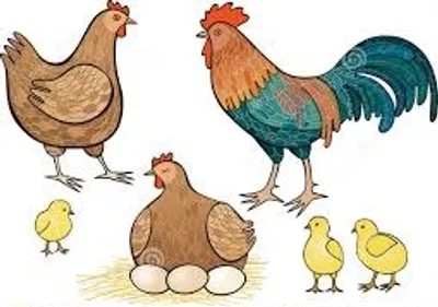 Illustration fowl - Image 2