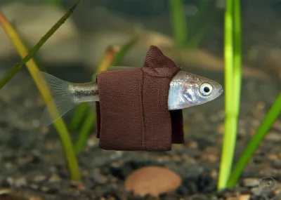 Illustration friar - Image 1