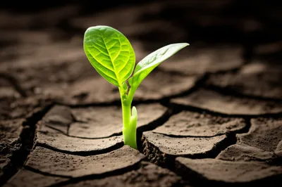 Illustration first - Image 1