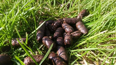 Illustration droppings - Image 1