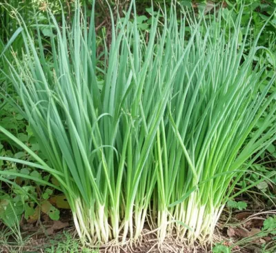 Illustration leek - Image 1