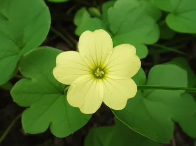 Illustration primrose - Image 1