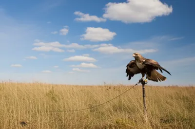 Illustration hacked - Image 1