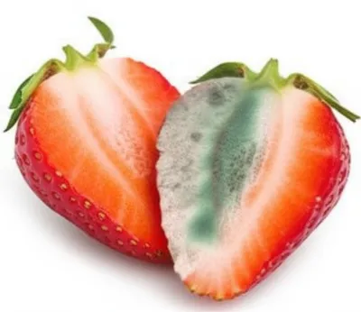 Illustration mould - Image 1