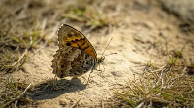 Illustration grayling - Image 1