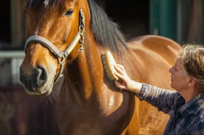 Illustration currying - Image 1