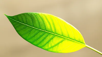 Illustration yellowing - Image 1