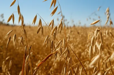 Illustration oats - Image 1