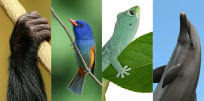 Illustration finger - Image 1