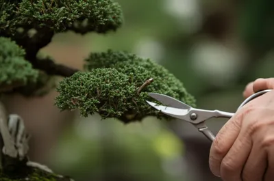 Illustration trims - Image 1