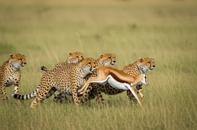 Illustration coalitions - Image 1