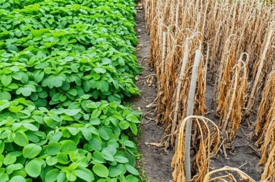 Illustration wilting - Image 1