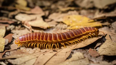 Illustration centipede