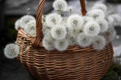 Illustration prickle - Image 1