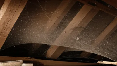 Illustration cobs - Image 1