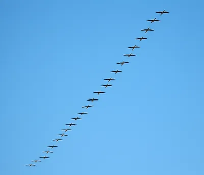 Illustration orientates - Image 1