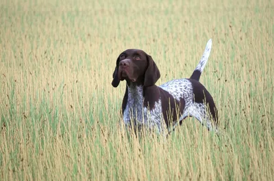 Illustration points - Image 1