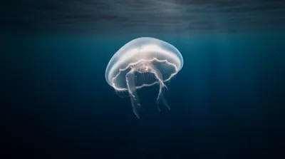 Illustration lucent - Image 1