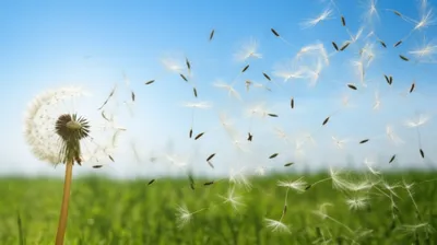 Illustration whiffle - Image 1