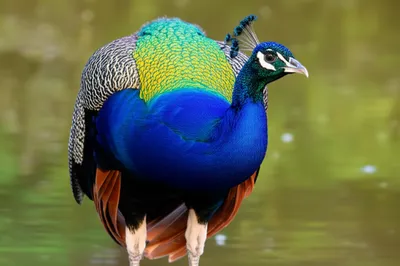 Illustration pricks - Image 1