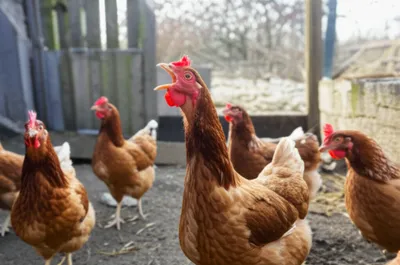 Illustration gape - Image 1