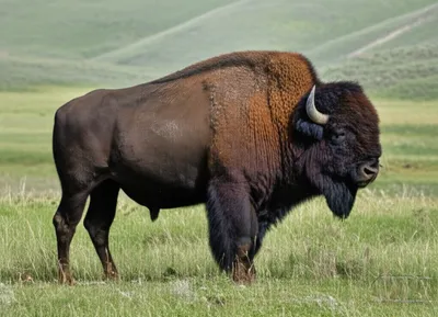 Illustration buffalo - Image 1