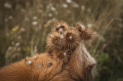 Illustration burs - Image 1