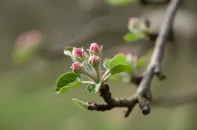 Illustration apple - Image 1