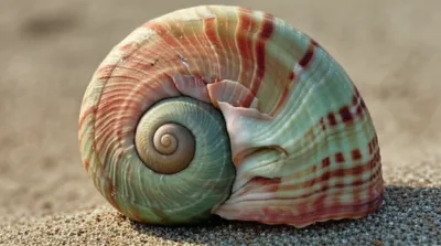 Illustration volute - Image 1