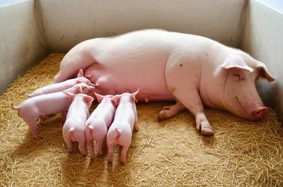 Illustration farrowing - Image 1