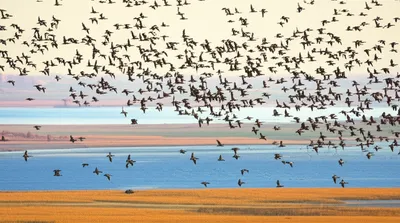 Illustration flock - Image 1