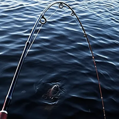 Illustration taut - Image 1