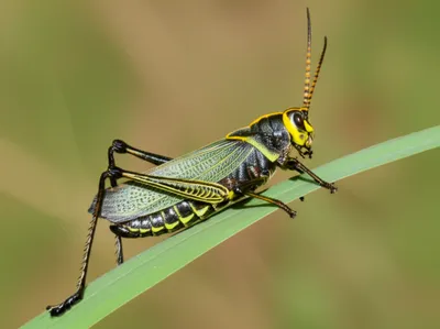 Hình ảnh minh họa churr - Ảnh 1