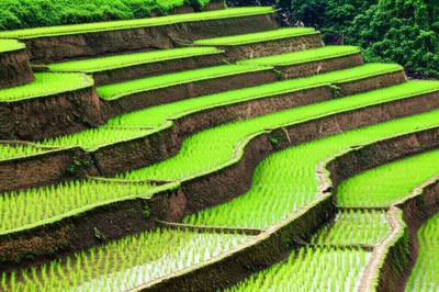 Illustration terrasses - Image 1