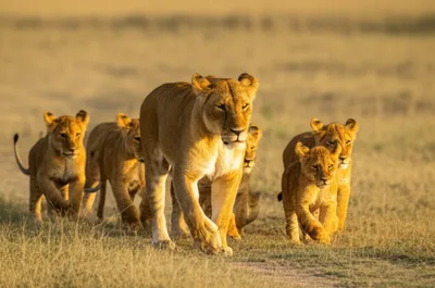 Illustration leader - Image 1