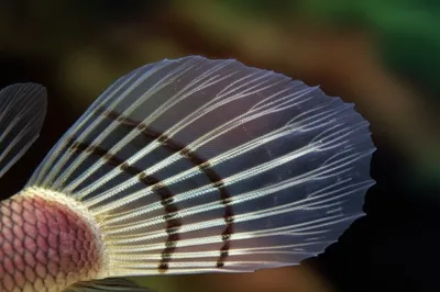 Illustration ray - Image 1