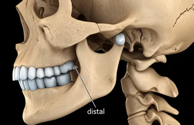 Illustration distal - Image 1