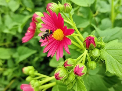 Illustration procreating - Image 1