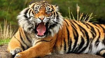 Illustration tiger - Image 2