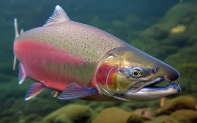 Illustration hens - Image 1