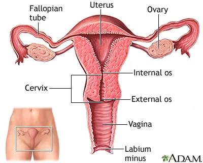Illustration cervix - Image 2